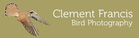 Clement Francis Wildlife Photography